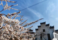 萧山区蜀山街道湖东村：“梳洗打扮”后焕发新颜