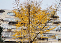 郑州房贷利率持续走低 利率还会再降吗? 郑州房贷利率持续走低 利率还会再降吗?