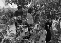 经营观念转变 樱桃采摘成果农经营突破口