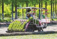 上海松江区泖港镇：立夏正当时 田间忙插秧