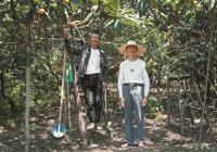 塘栖枇杷熟了 第24届中国杭州塘栖枇杷节就要举办了