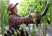 中国宋庆龄基金会与中国海油开启新周期公益合作 共促乡村振兴