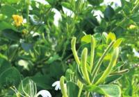 封丘县精准把脉开“药方” 封丘“二花”“花开二度”