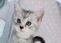 目前全国一人户家庭已达1.25亿户 “宠物经济”火出圈  目前全国一人户家庭已达1.25亿户 “宠物经济”火出圈