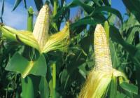 玉米界的“白富美”见过没？新乡县小冀镇要建特色玉米产业小镇