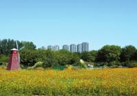 西流湖公园十一赏花正当时 粉黛乱子草、金黄硫华菊等