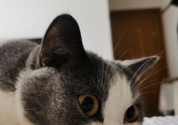 既赚钱又撸猫逗狗的工作不“香”吗?上门喂养服务市场快速成长