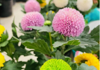 芳村花卉市场搬哪去了？芳村花卉市场买花攻略