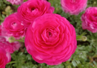 已婚女人出轨的表现 女人同意你摸她的下巴意味什么？