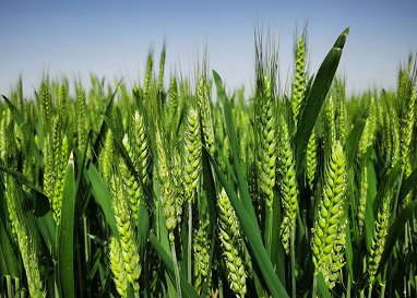 安徽全面调查是否存在毁麦情况 割青苗毁麦问题安排部署