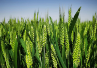 安徽全面调查是否存在毁麦情况 今天安徽麦价格