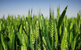 安徽全面调查是否存在毁麦情况 今天安徽麦价格
