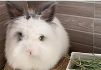 养兔子销路怎么找？全国收购肉兔联系方式