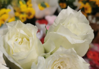 探探暗恋短信是真的吗？探探应用给我发短信是怎么回事？