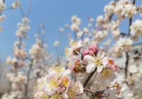 因近期配合下游农业灌溉用水 日月潭蓄水率创新低 九蛙叠像全露出 