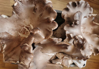 农村怎样找发财路？农村怎么找发财突破口？