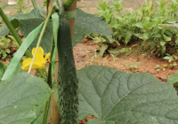 白岩松评农村房前屋后禁种蔬菜 这政策简直离谱