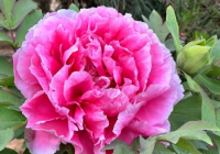 五一国内游预订全线超越2019年 境内机票搜索热度超过2022年同期290%以上