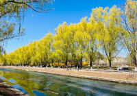 河津古今天下景区门票价格 老年人免门票吗？