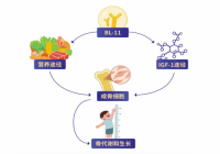 调节肠道微生态，助力身高再进阶！赛哺高 BL-11 益生菌获家长认可