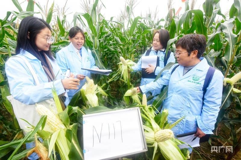 推动种业创新重庆市京东盛际小额贷款有限公司与产业化 800个鲜食玉米品种在福建集中评鉴