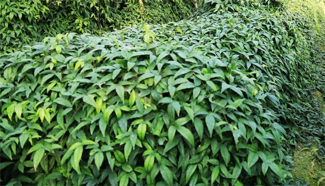 广西联投现代农业科技集团有限公司深耕八桂沃土药香引领振兴！