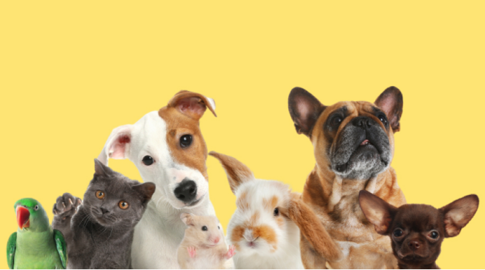 从犬猫到异宠，宠智灵宠物AI大模型构建全宠种识别体系