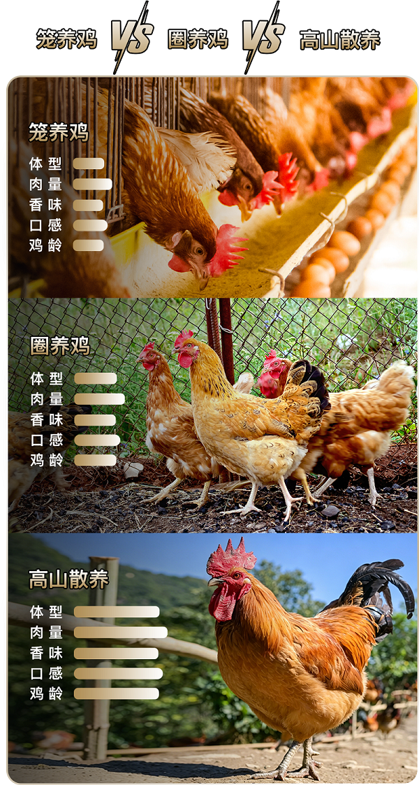 正宗高山散养土鸡怎么选？认准这几点，轻松挑到原生好土鸡