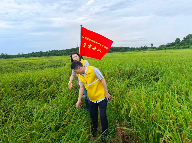 中国人寿财险江西省分公司高效理赔  护航赣鄱粮仓