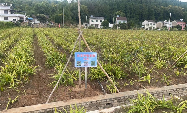 湖北茗草汇农业发展有限公司：科学规划降低风险为种植护航！