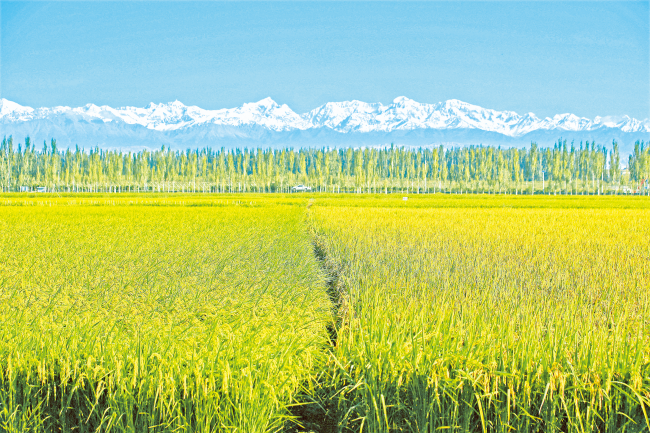 冰川雪留胚米 | 给全家换好米，是我最不后悔的家常食养投资
