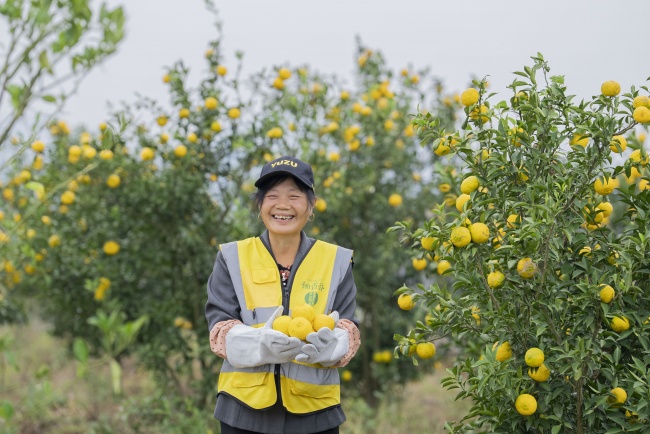 种得出卖不掉？柚香谷扛下全链风险，荒山坡变身村民增收 “聚宝园”