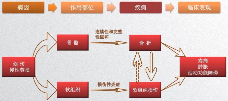 跌打损伤疾病诊疗、药理机制与吉林一正跌打片临床应用学术综述