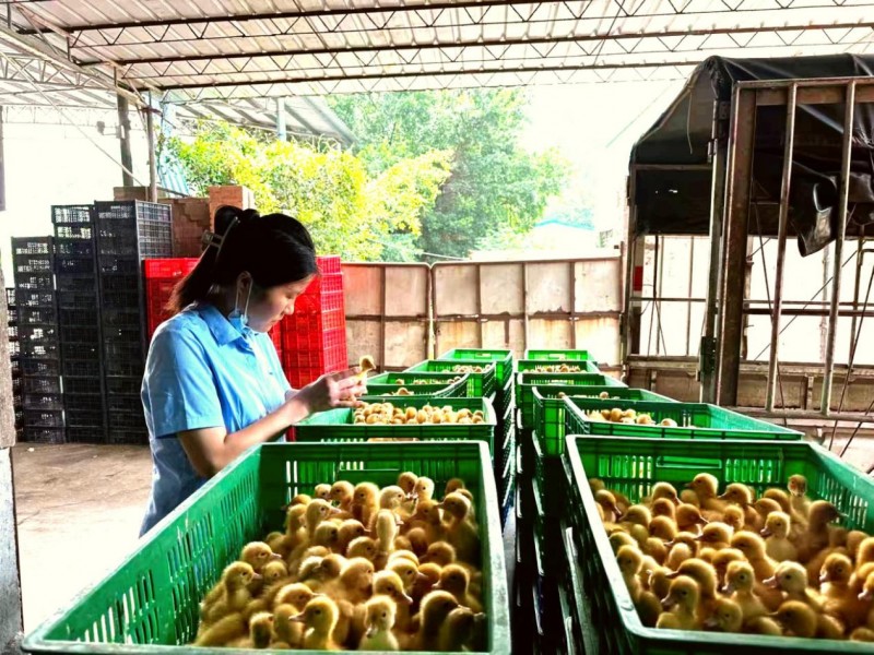 瑞普生物：用科技守护动物健康 把专业技术服务送到养殖一线